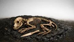 Scoperto un cane del Neolitico sepolto in un lago con un pugnale in osso: il ritrovamento che sorprende