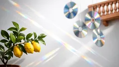 CD appesi al limone: il trucco semplice per tenere lontani gli uccelli dal raccolto