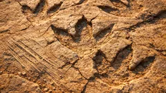 Scoperte 16.600 impronte di dinosauro: il sito record di Carreras Pampa in Bolivia